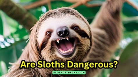 are sloths dangerous.